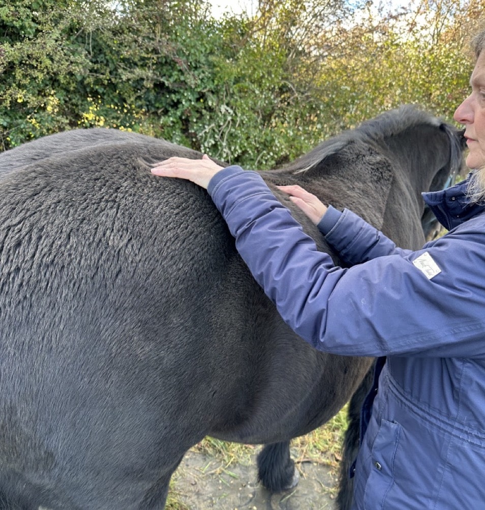 Kim practicing Equine Bowen Therapy